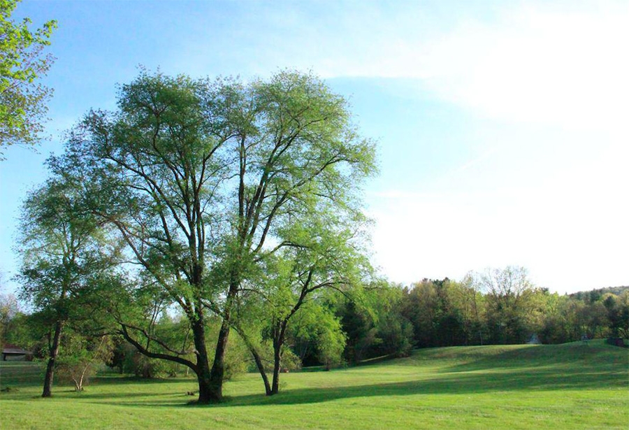 The World Olivet Center Landscape 